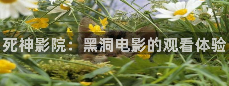 神马影院一二三区